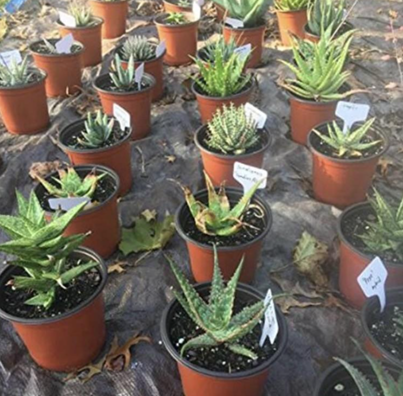 Handige labels voor tuinbloemen, potplanten en kruiden: 100 stuks
